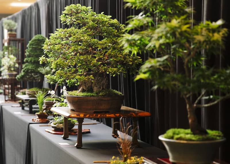 Bonsai Show Weekend Meijer Garden Webpage