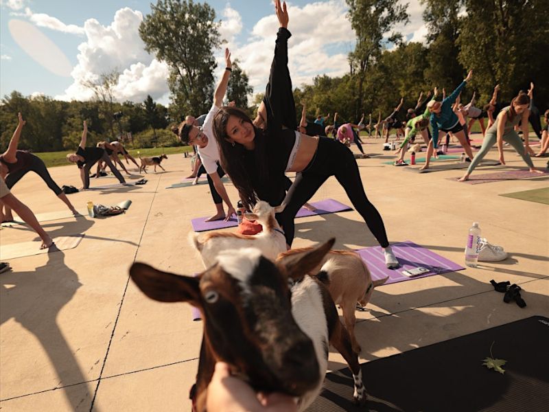 Cannonsburg Goat Yoga Eventrbrite