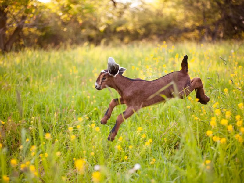 Dreamgoats Hike With Goats webpage