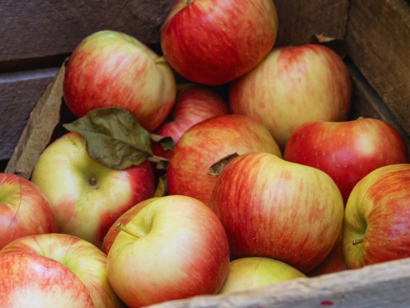 Fenner Nature Centers Apple Butter Festival webpage