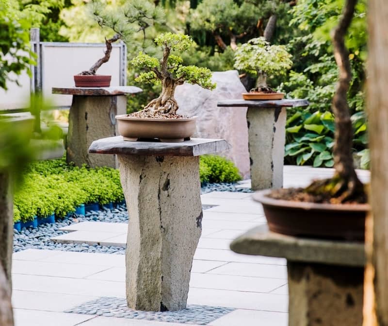 Hidden-Artistry-The-Bonsai-Collection Meijer Gardens