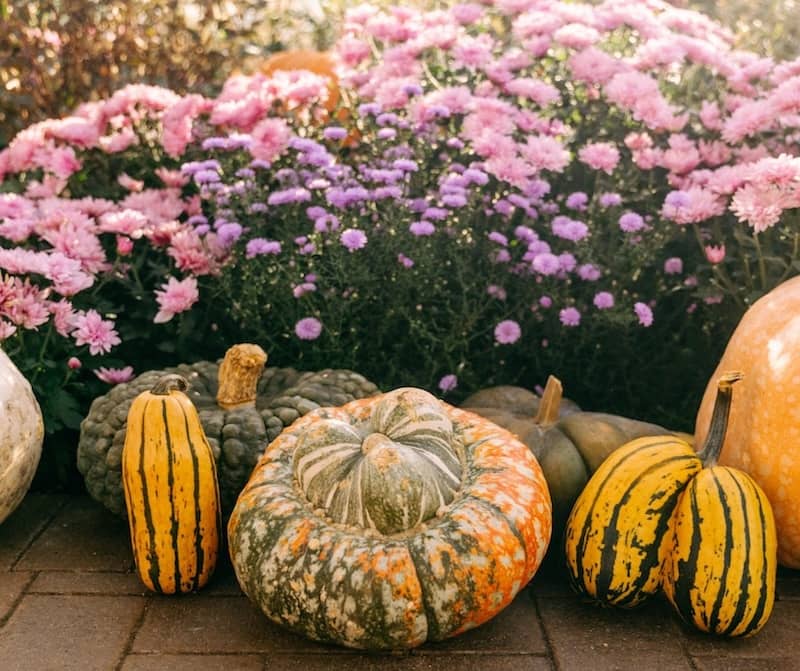 Mums-Gourds_-Fall-Workshop Meijer Gardens