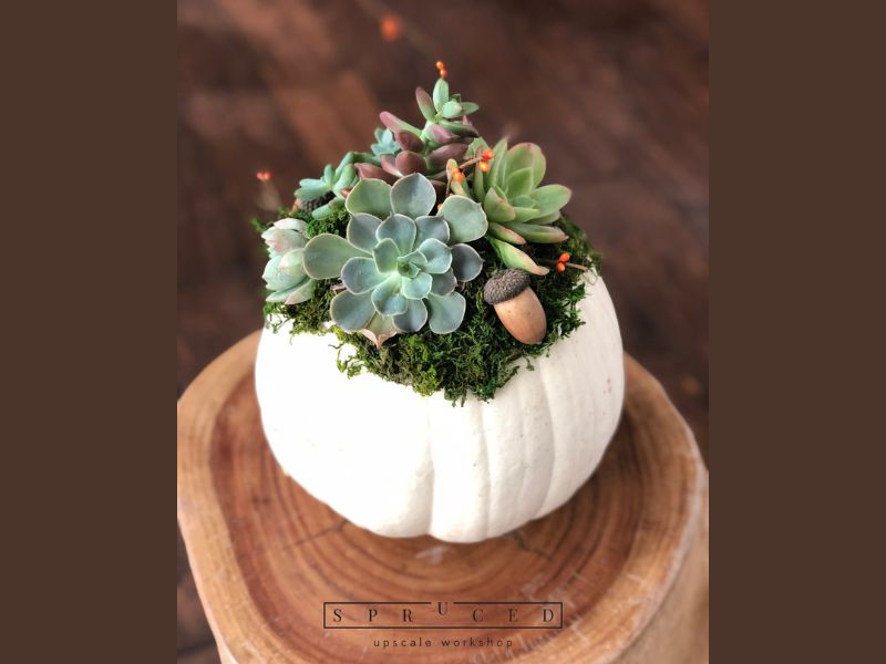 Spruced Studio Succulent Pumpkin Workshop webpage