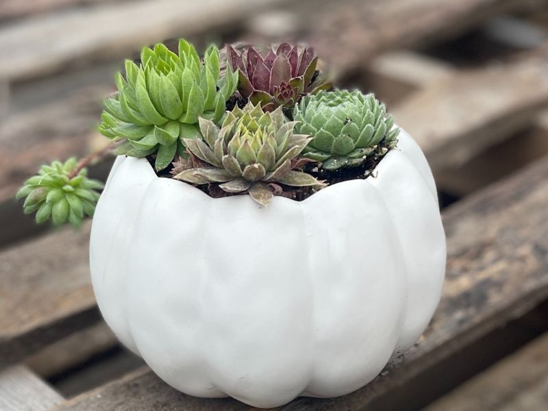 Submission Koetsiers Pumpkin Succulent Class