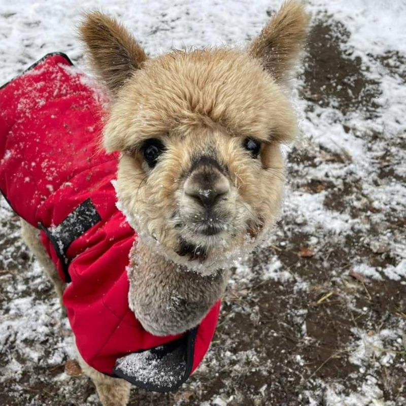 Great Valley Longnecks Holiday on the Farm Facebook