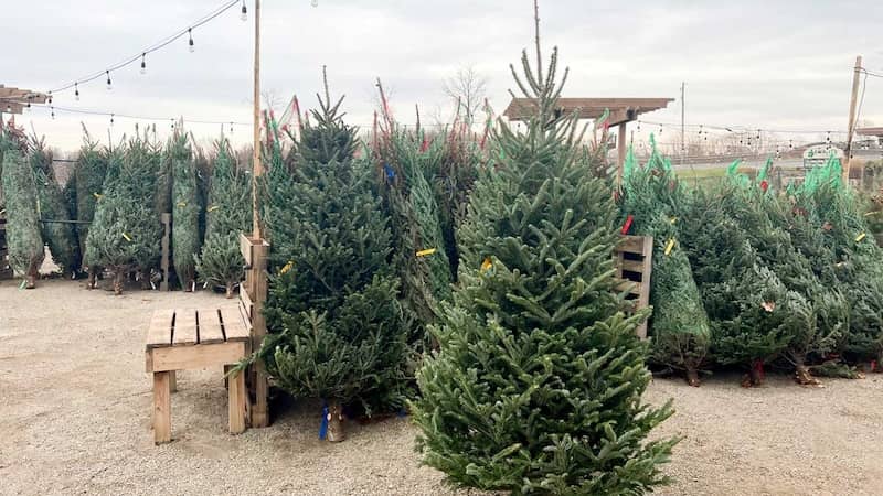 Everett's Gardens Black Friday Webpage-2