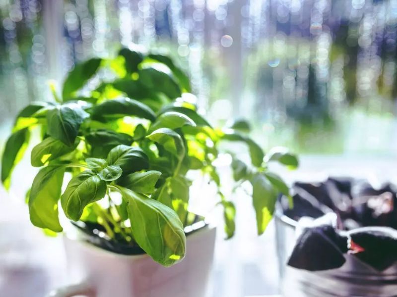 Blandford Nature Center Home Hydroponics Workshop webpage
