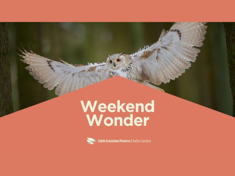 Calvin Univ Weekend Wonder website