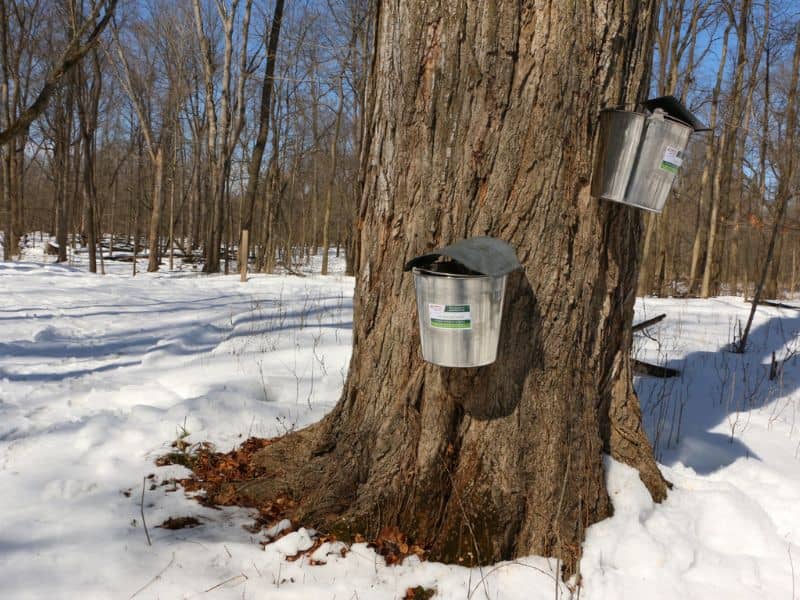 Chippewa Nature Center Maple Sugar Day webpage (1)