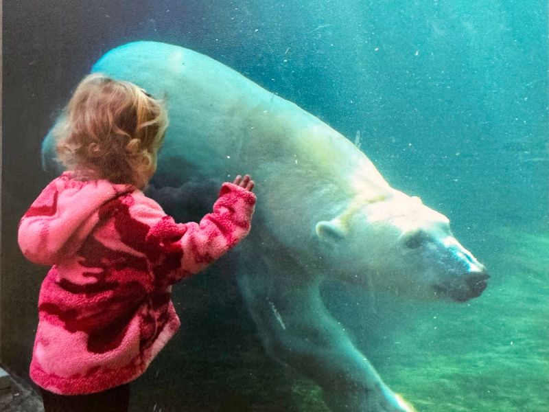 Polar Bear at the Columbus Zoo