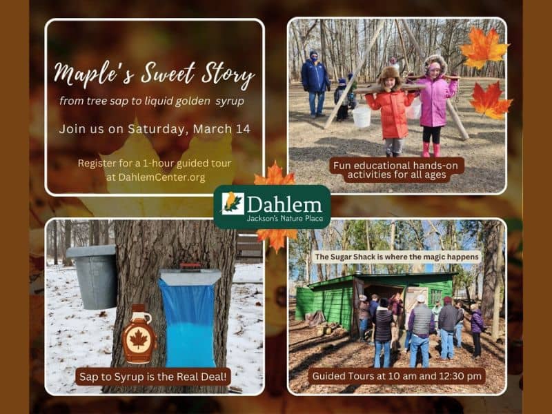 Dahlem Nature Center's Maple's Sweet Story webpage (1)