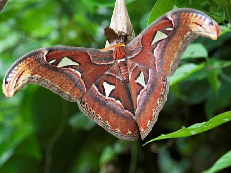MSU Bug House Moth Facebook
