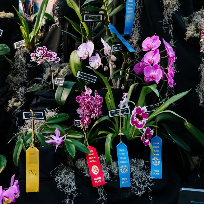 Orchid Show at Frederik Meijer Gardens