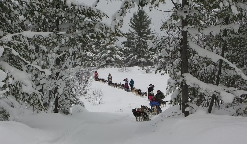 husky haven kennels website