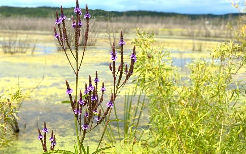 Arcadia-Marsh-Nature-Preserve-plants