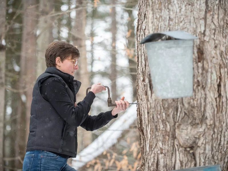 Blandford Nature Center Backyard Sugaring webpage