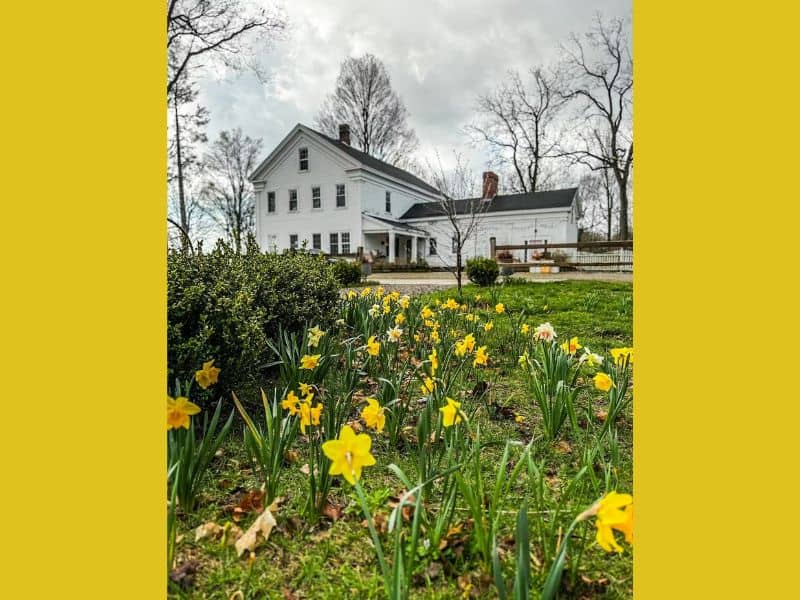 Daffodil Days at Farrand Hall