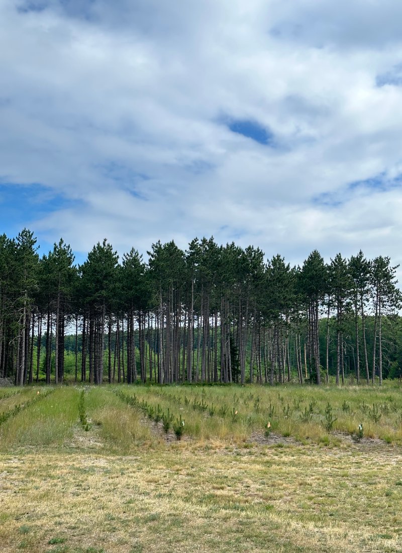 Higgins Lake State Park Tree Nursery