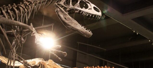 U of M Museum of Natural History Dinos