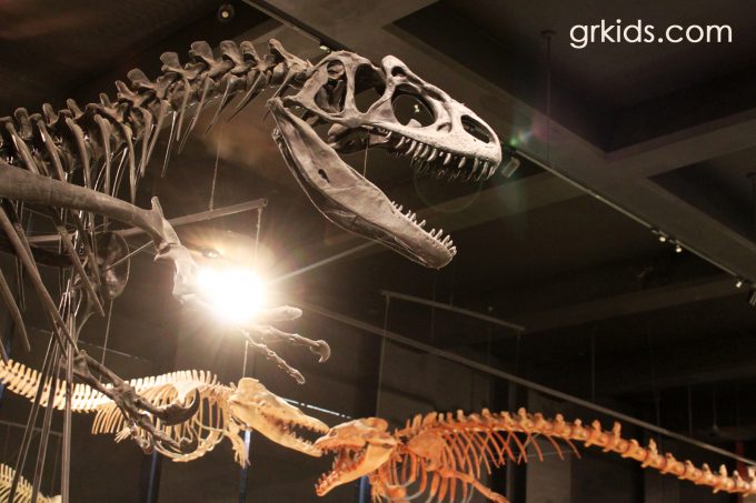 U of M Museum of Natural History Dinos