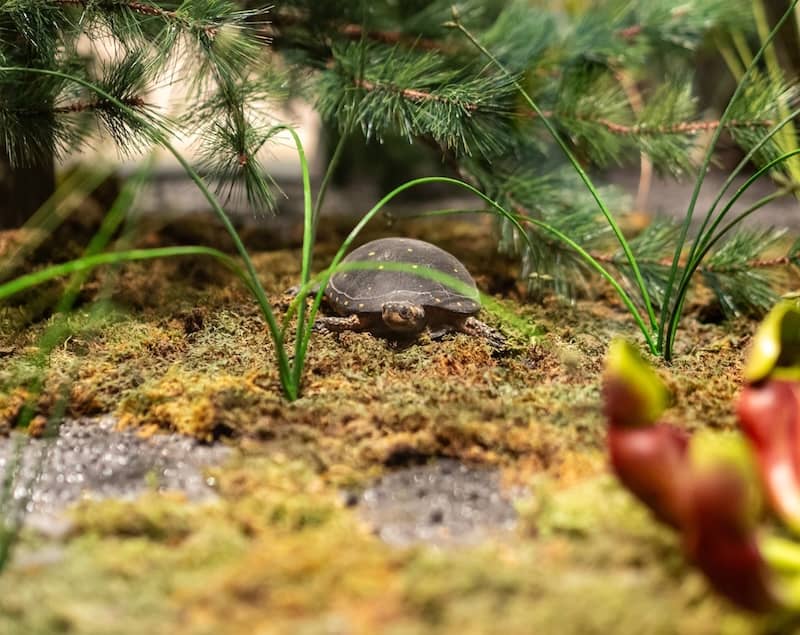 University of Michigan Museum of Natural History Facebook