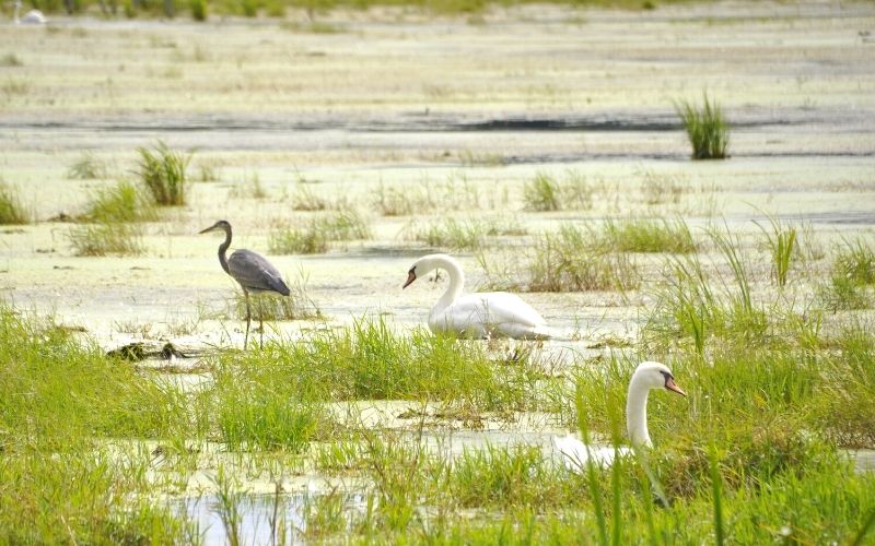 birds-of-Arcadia-Marsh-Nature-Preserve-boardwalk-1