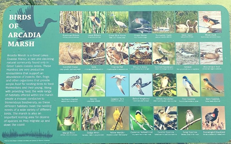 birds-of-Arcadia-Marsh-Nature-Preserve-boardwalk