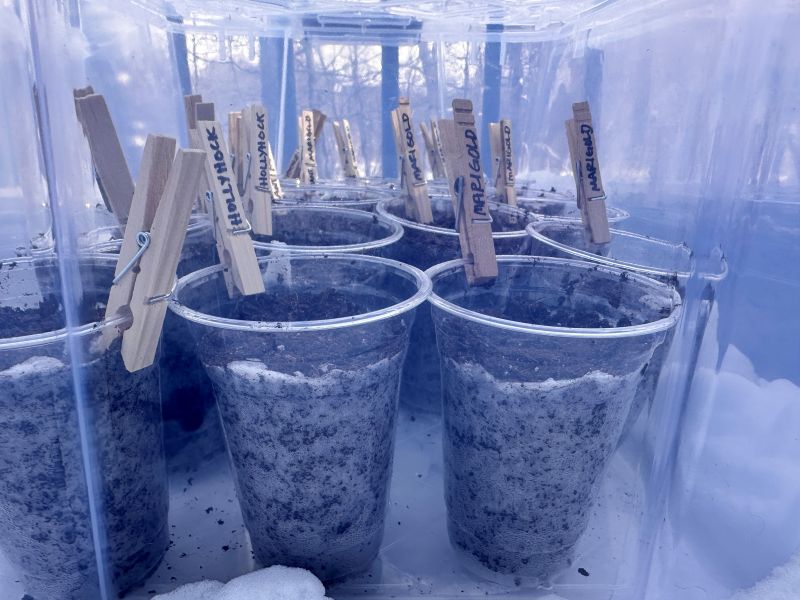 cups winter sowing michigan