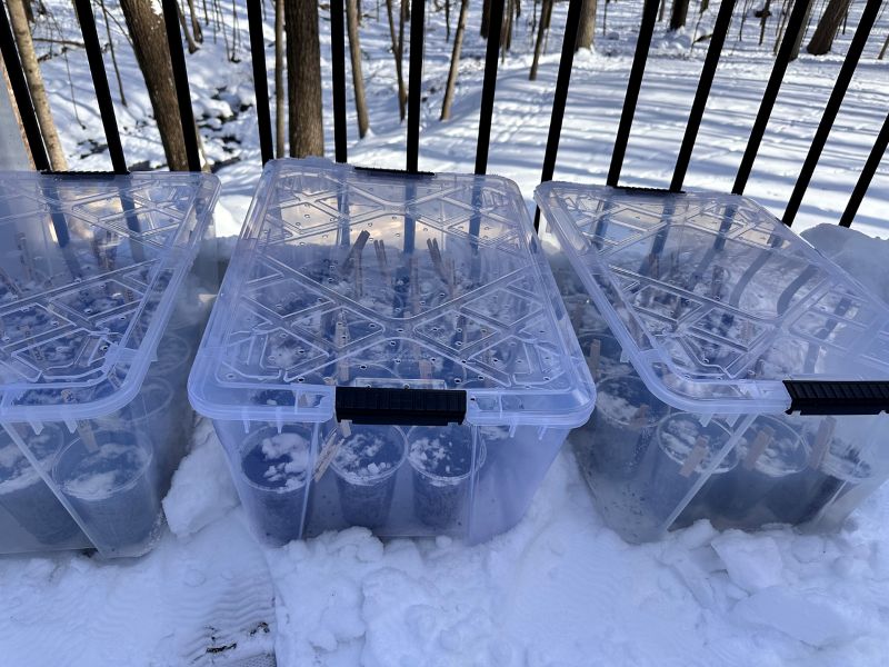 winter sowing in michigan - containers