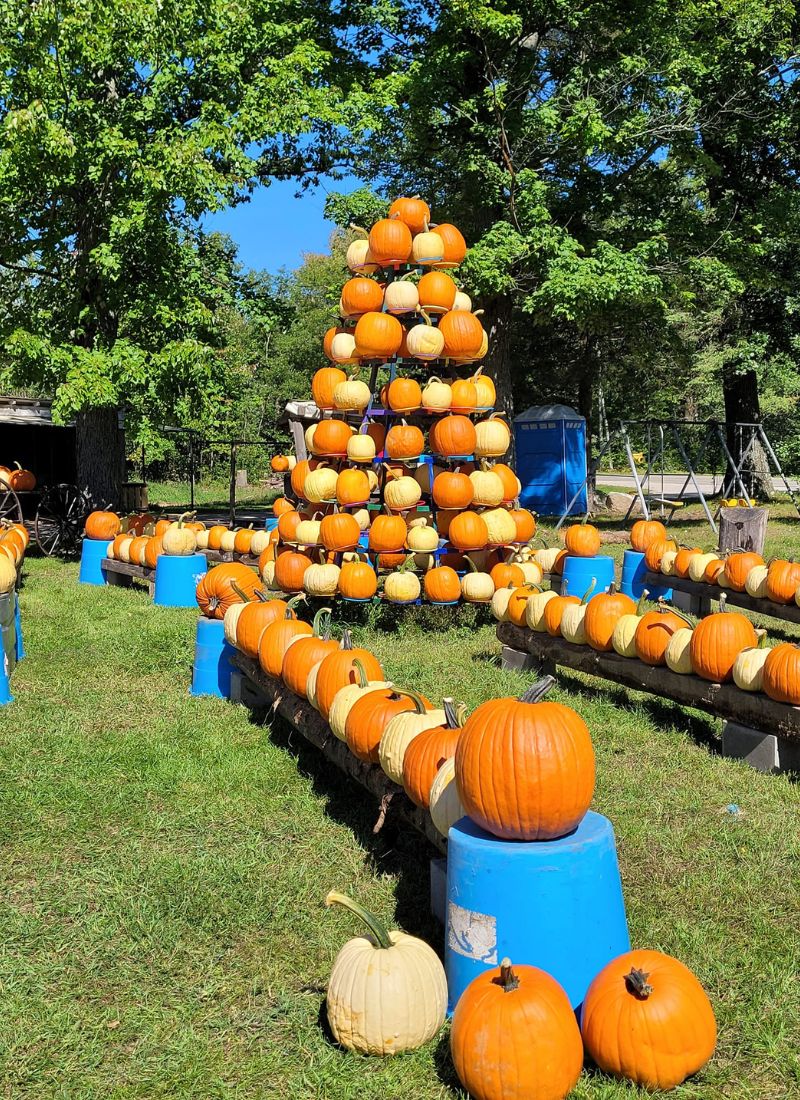 Pile of Pumpkins at 3rd Day Farm in Cadillac, MI