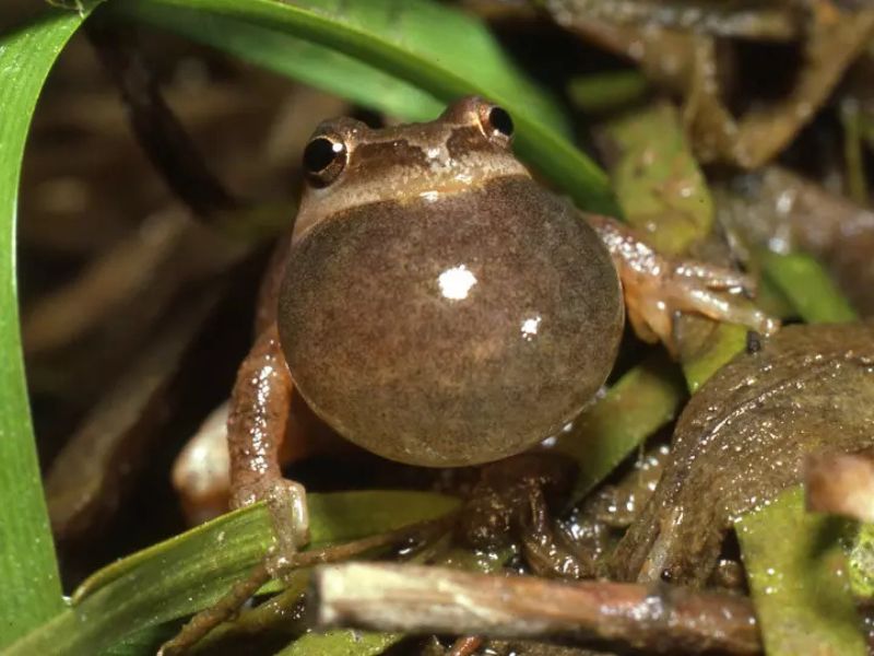 Blandford Nature Center Frog Hike webpage