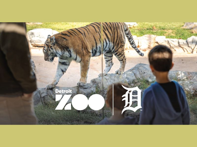 Detroit Zoo presents Tiger Day Facebook