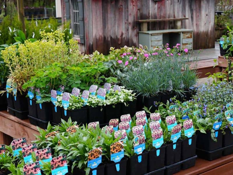 Everett's Gardens Opening Day webpage
