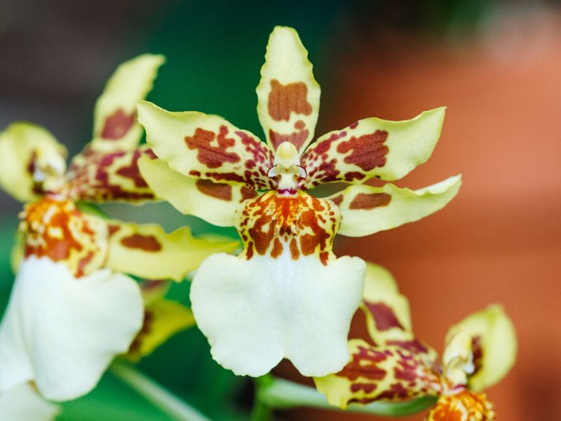 Frederik Meijer Gardens Orchids 101 webpage