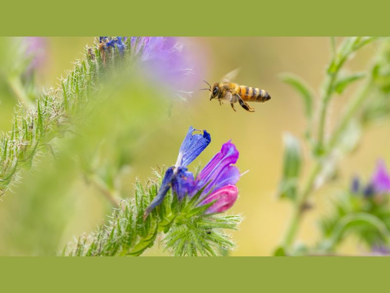Meijer Gardens Attracting Native Pollinators webpage