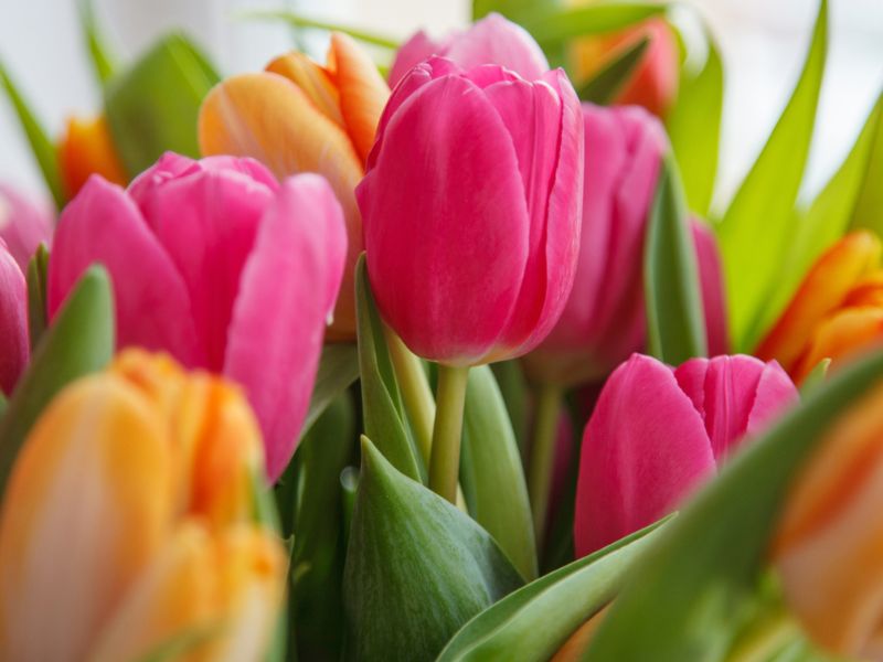 Meijer Gardens Spring Floral Workshop webpage