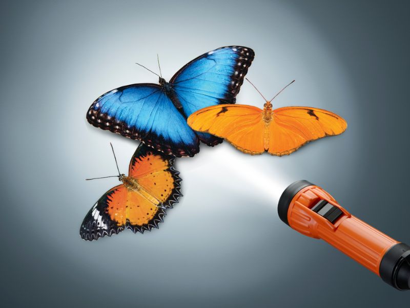 Meijer Gardens Tuesday Night Lights w Butterflies webpage