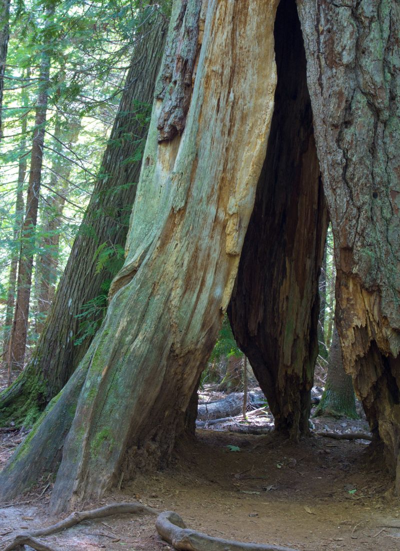 Old-growth-virgin-pine-at-Estivant-Pines-Nature-Sanctuary-Copper-Harbor-MI
