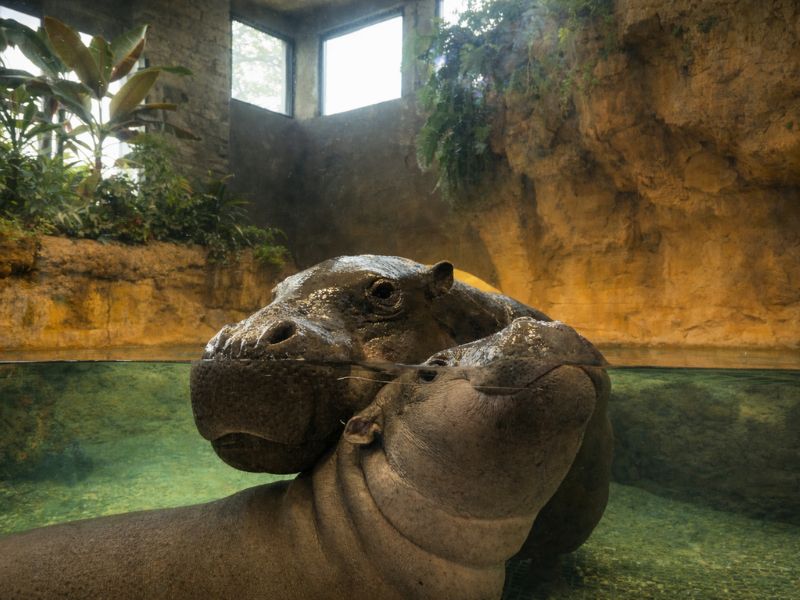 Submission John Ball Zoo