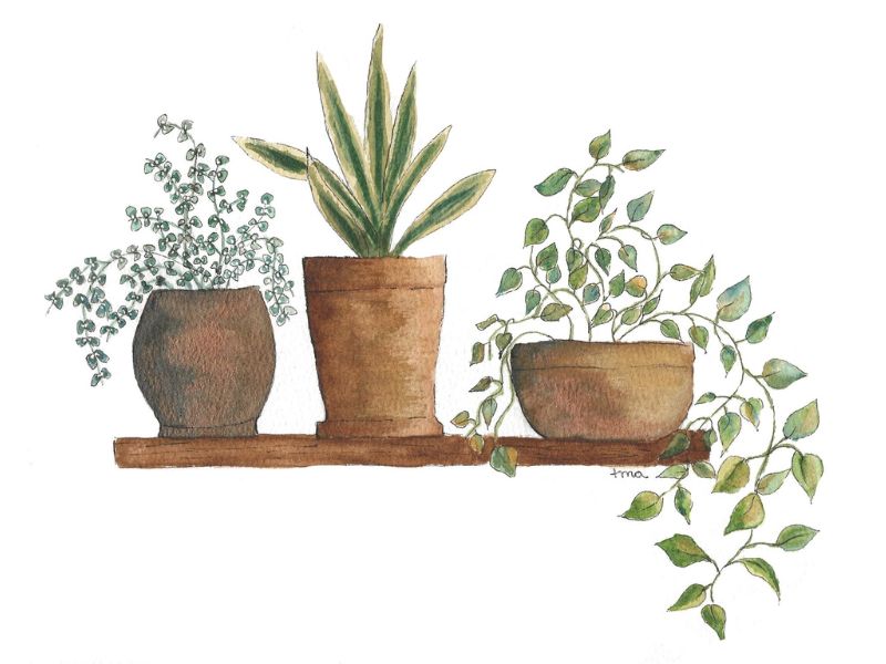 Submission Spruced Studio Plant In Pots