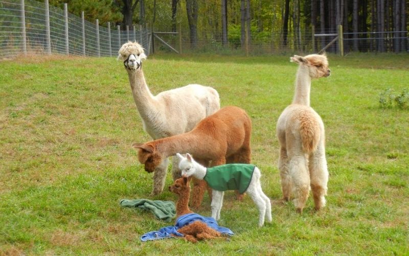 alpaca-farm-manistee-mi