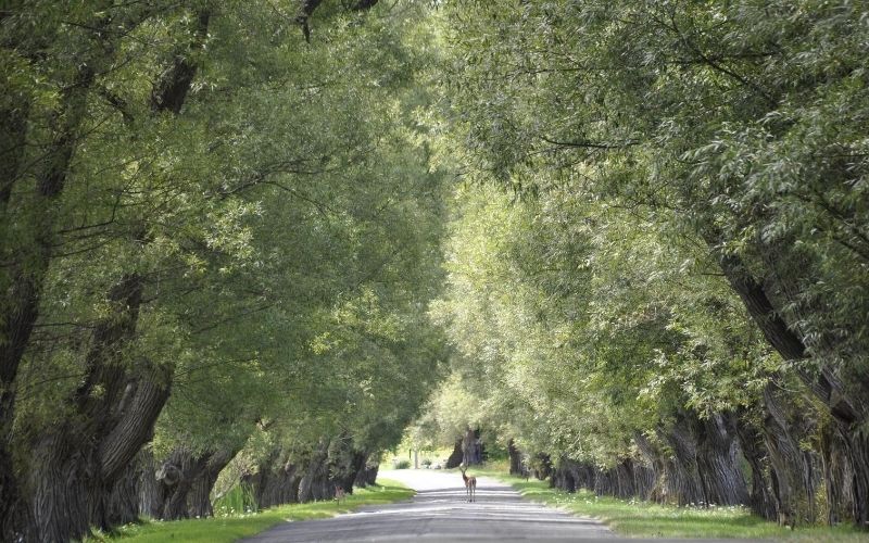 tunnel-of-trees-manistee-michigan