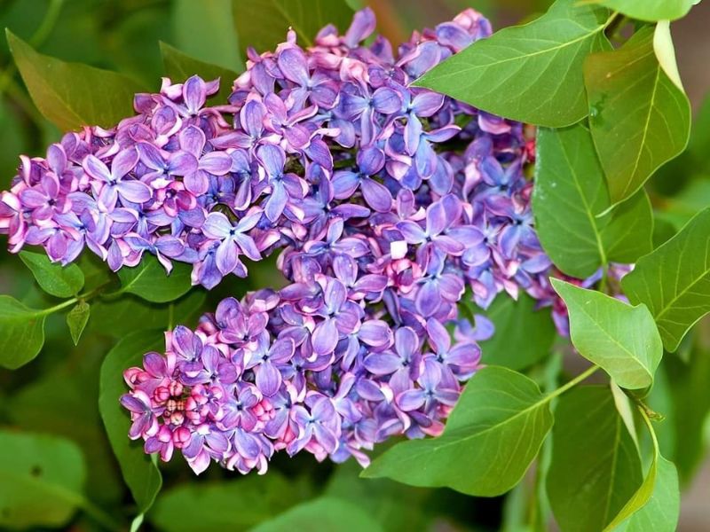 Barrytons Lilac Festival Facebook