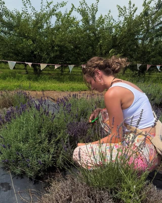Blake Farms Lavender Facebook