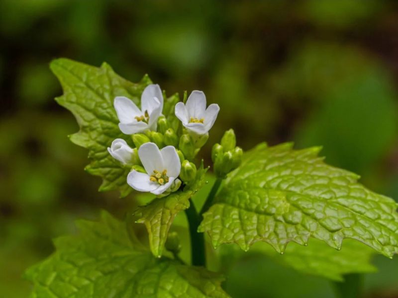 Blandford Nature Center Garlic Mustard Pull Webpage