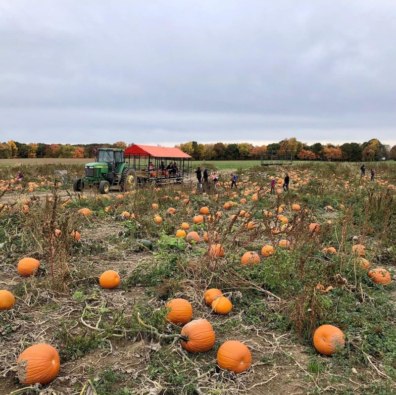 Cooks Farm Dairy pumpkin patch