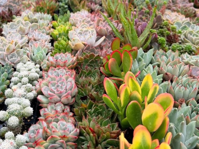Dahlia Acres Farm Succulent Bar Facebook