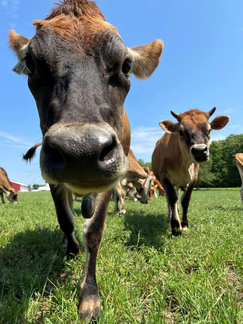 The Cows (and the Robots)