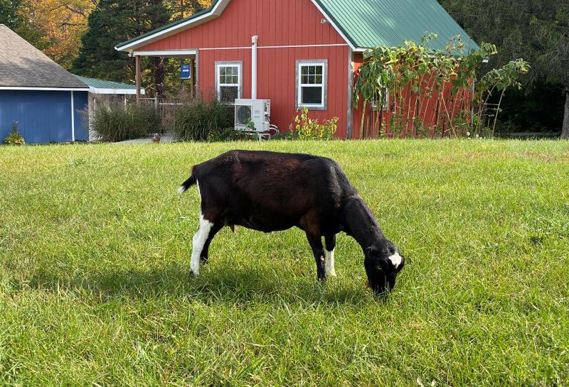 Evergreen Lane Creamery Chevre Truffles - FB