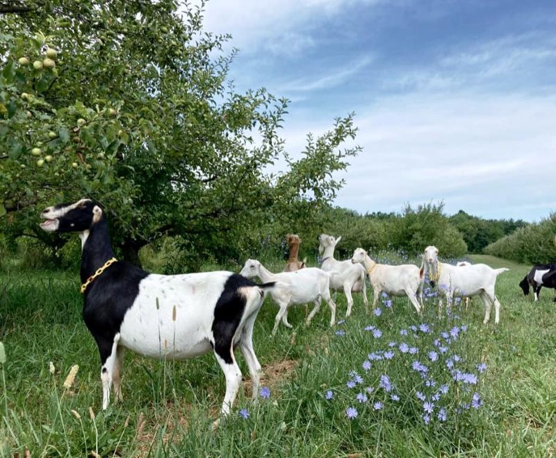 Evergreen Lane Creamery Goats - FB